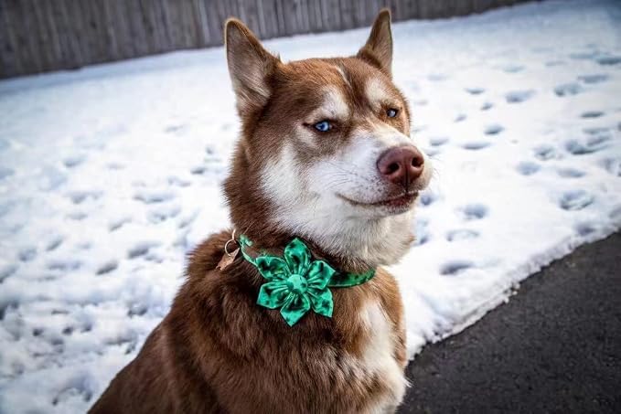 Lionheart Glory St. Patrick's Day Dog Collar, Dog Collar - Image 6