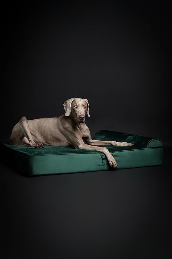 NOAH & PAW XL Dog Bed, Orthopedic Large Dog Beds, Eggshell Memory Foam Infused - Image 7