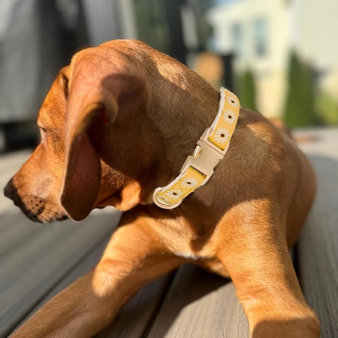 Woven Dog Collar with Metal Buckle Adjustable Jacquard Retro Dog Collars - Image 4