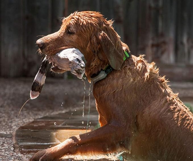2-Pet Tracking System for Large and Small Dogs and Cats, Waterproof and Rugged - Image 2