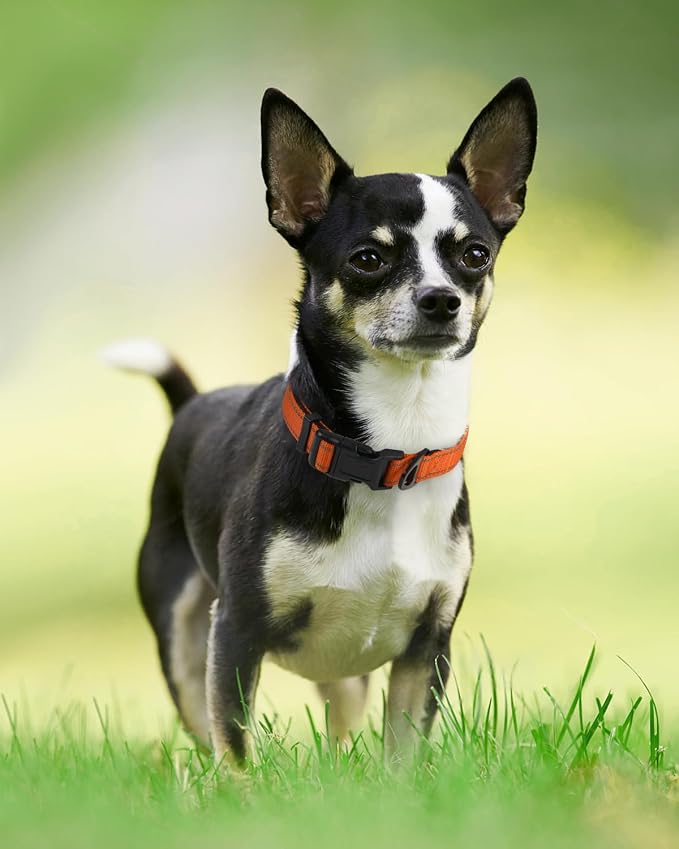 Joytale Dog Collar, Soft Neoprene Padded Breathable Nylon Pet Collar Adjustable - Image 6