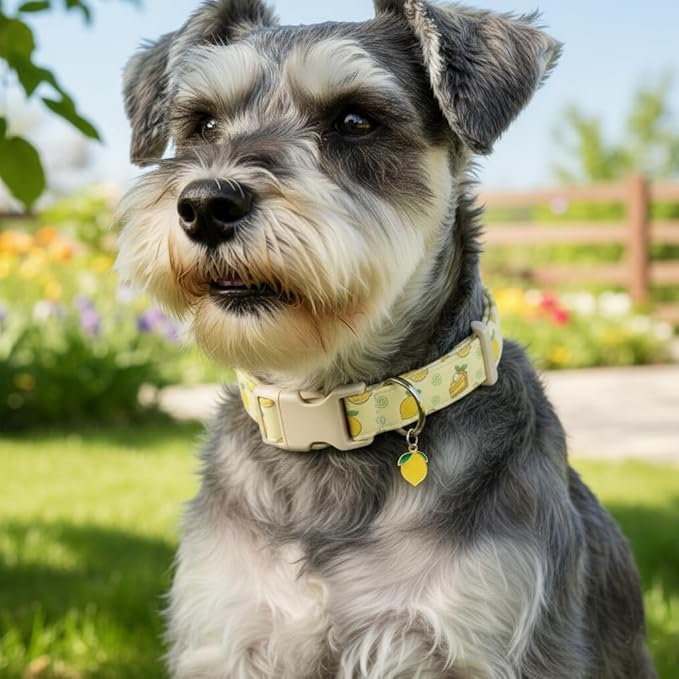 Dog Collar, Spring Summer Dog Collar - Image 4