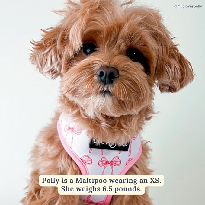 Lucy & Co. Cute Reversible Dog Harness Walking Halter - Image 4