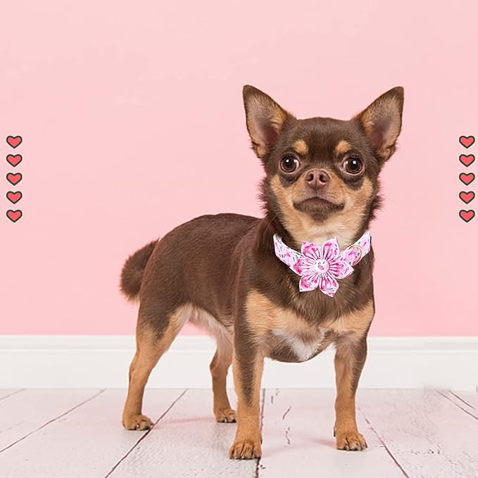 Lionheart Glory Valentine's Day Collar - Image 5