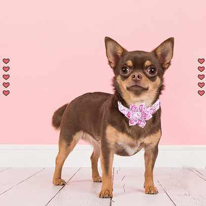 Lionheart Glory Valentine's Day Collar - Image 5