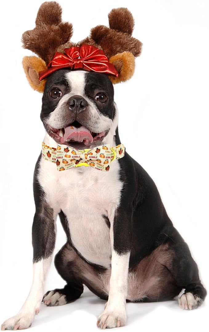 Adjustable Dog Collar for Small Dogs - Image 5