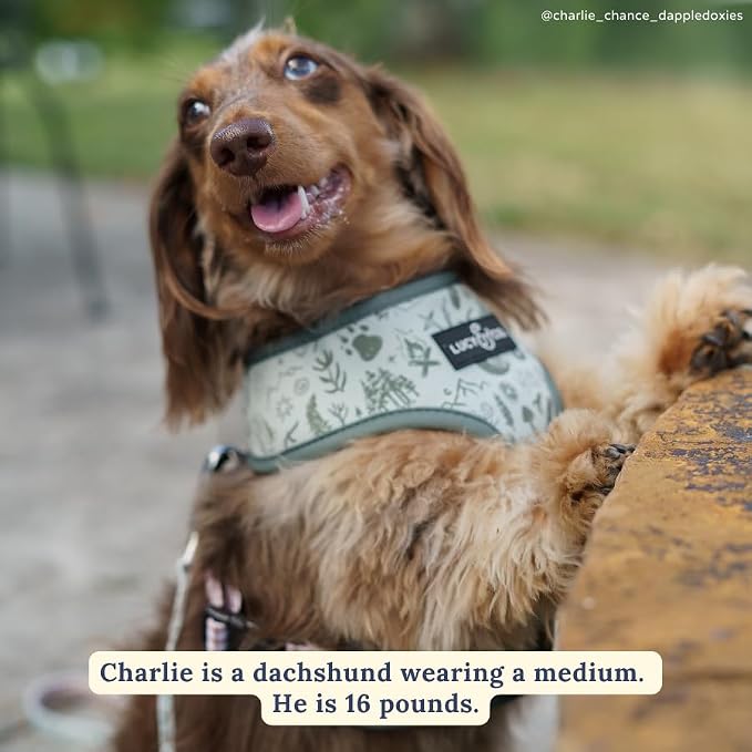 Lucy & Co. Cute Reversible Dog Harness Walking Halter - Image 3