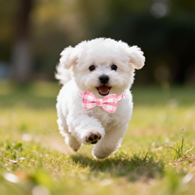 EXPAWLORER Cute Cat Collar Breakaway - Image 7