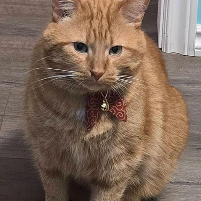 PetSoKoo Bunny Ears Cat Collar, Japan Lucky ‘開三運’ Charm. Safety Breakaway - Image 8