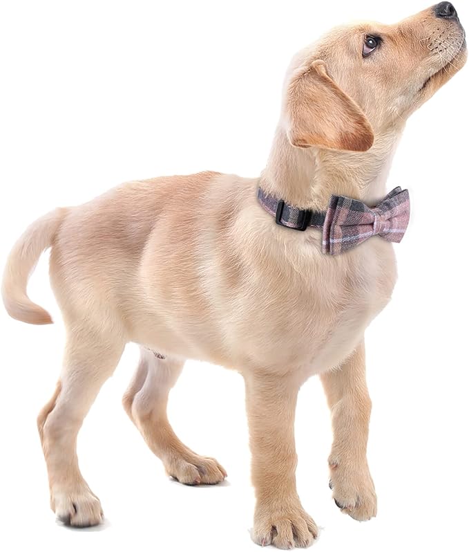 Faleela Cute Soft Girl Dog Collar - Image 5