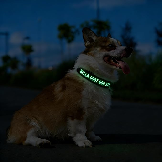 DOG WORLD Custom Fluorescent Dog Collar - Image 8
