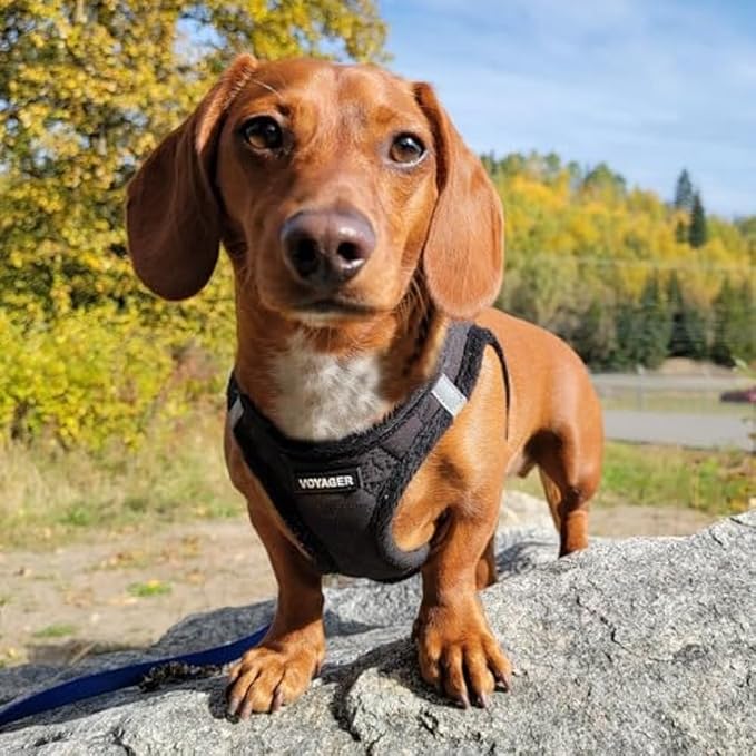 Best Pet Supplies - Image 7