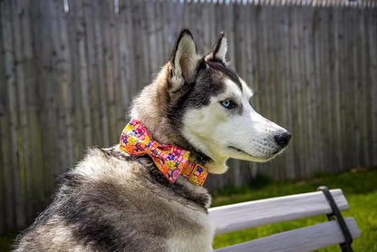 Elegant little tail Dog Collars - Image 4