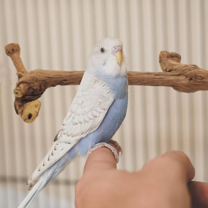 4 Pcs Natural Wooden Bird Perch Parrot Stand, 2 Grape Wood Perches, A Stand - Image 7