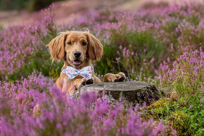 Lionheart glory Purple Dog Collar, Adjustable Dog Collar - Image 5