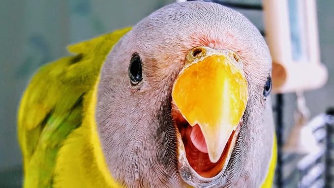 JW Hall Of Mirrors Bird Toy, 3.25'' length x 4.25'' width x 1.25'' depth - Image 7