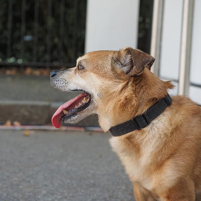 Dog Collar Black Basic Adjustable Dog Collars - Image 2