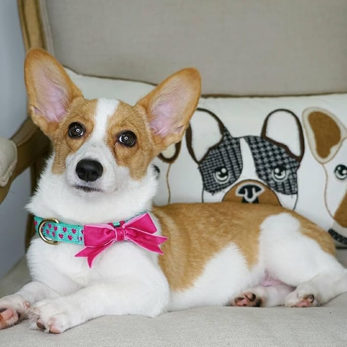 Blueberry Pet Dog Collar with Bowtie, Neck 14.5-20" Adjustable - Image 8