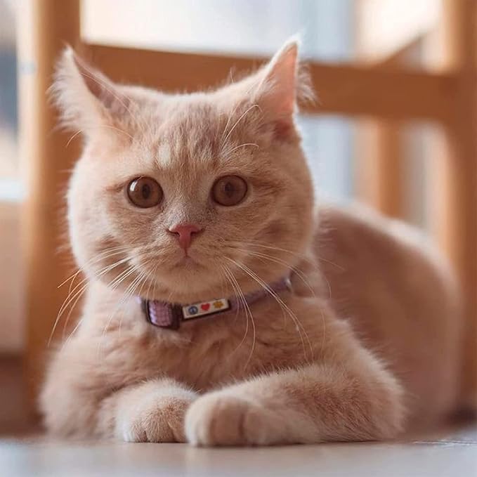 Pawtitas Reflective Purple Cat Collar - Image 2