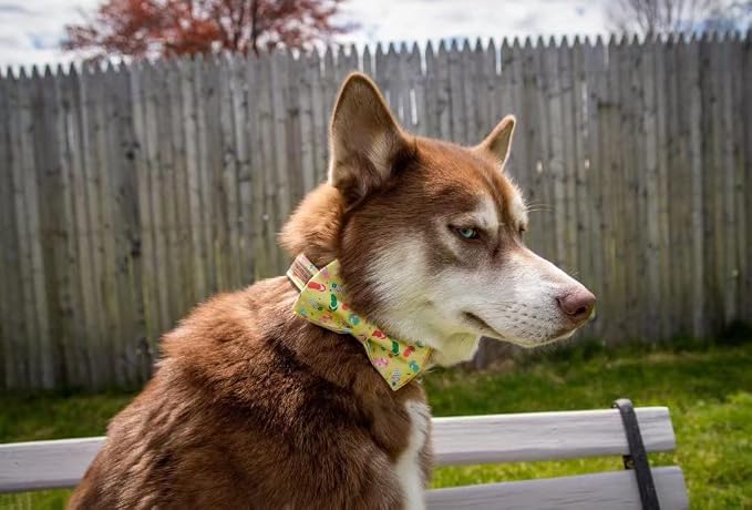 Elegant Little Tail Bowtie Dog Collar - Image 4
