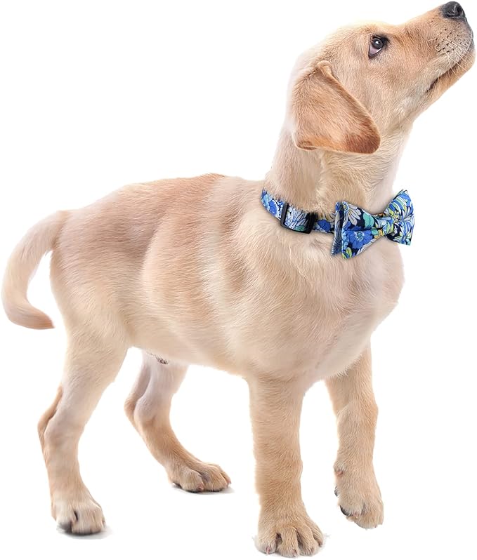 Faleela Cute Soft Girl Dog Collar - Image 5
