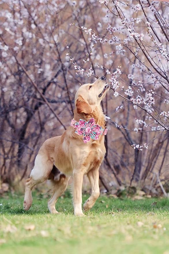 Lionheart Glory Dog Collar, Cute Floral Pattern Pet Collar Adjustable Dog Collar - Image 6