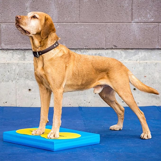 FitPAWS Targets - Image 3