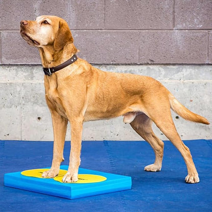 FitPAWS Targets - Image 3