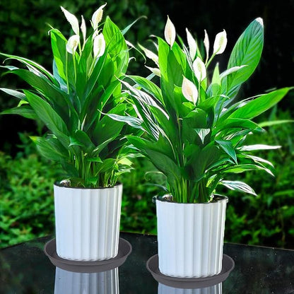 6 Pack Planter Saucer Tray Gray, 4 6 8 10 12 13 15 17 19 inch Pot Saucers - Image 5