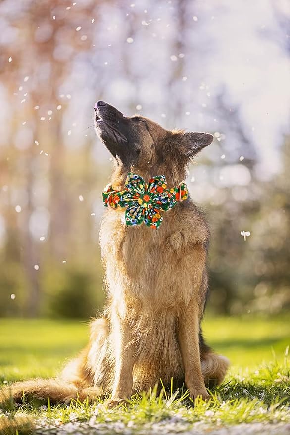 Lionheart Glory Cute Floral Pattern Pet Collar - Image 5