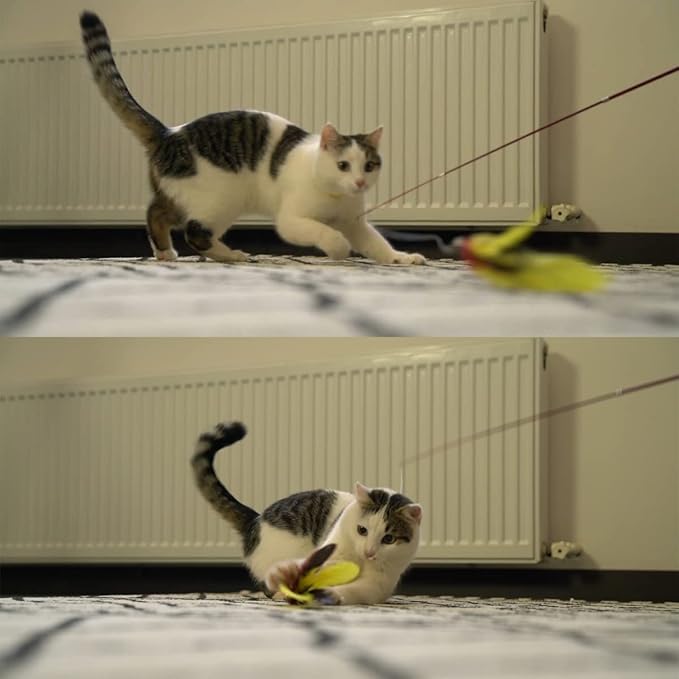 11PCS Cat Feather Toys Refills, Interactive Cat Wand Toy Replacement - Image 5