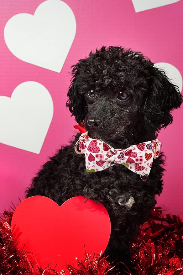 Lionheart Glory Heart Dog Collar, Valentine's Day Dog Collars - Image 6