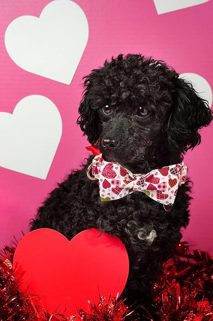 Lionheart Glory Heart Dog Collar, Valentine's Day Dogs Collar - Image 6