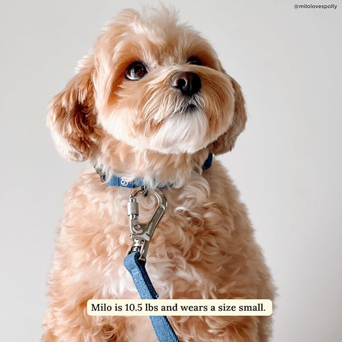 Lucy & Co. Dog Collar - Image 2
