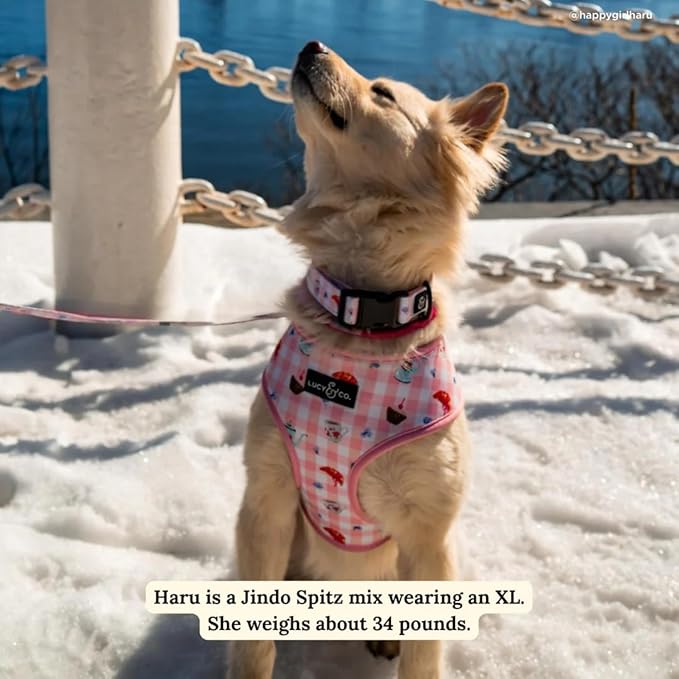 Lucy & Co. Sipping Slowly Reversible Dog Harness, Adjustable Comfort Fit - Image 7
