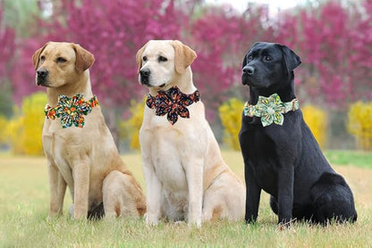 Lionheart Glory Dog Collar, Dog Collar - Image 6