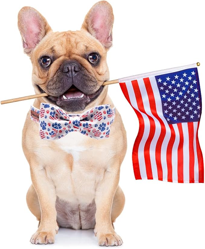 Lionheart Glory American Flag Dog Collar - Image 5