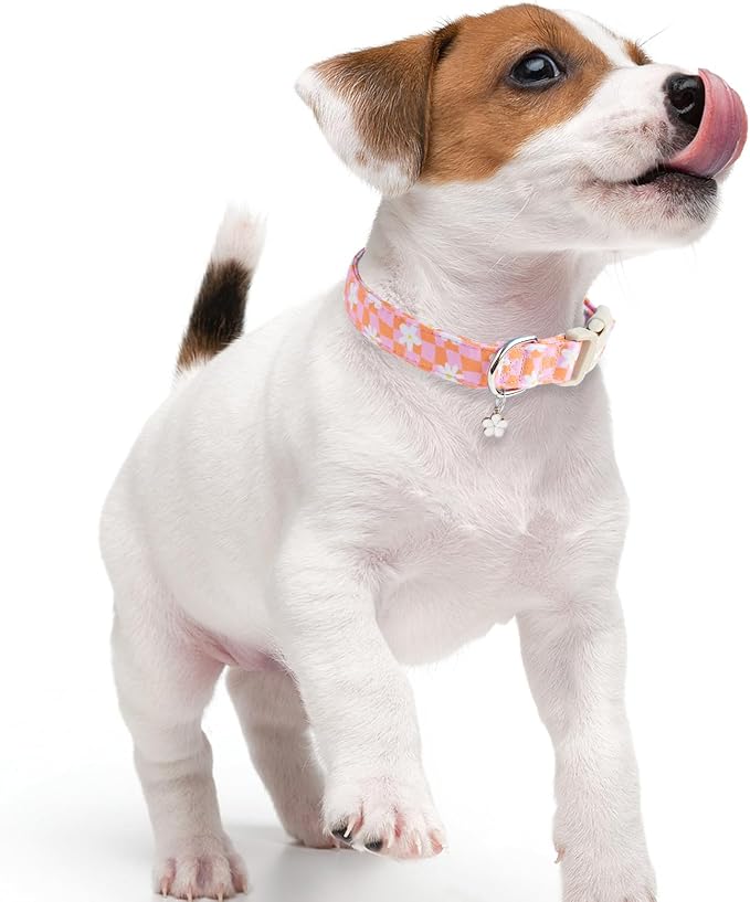 Faygarsle Floral Dog Collar, Spring Summer Design - Image 6