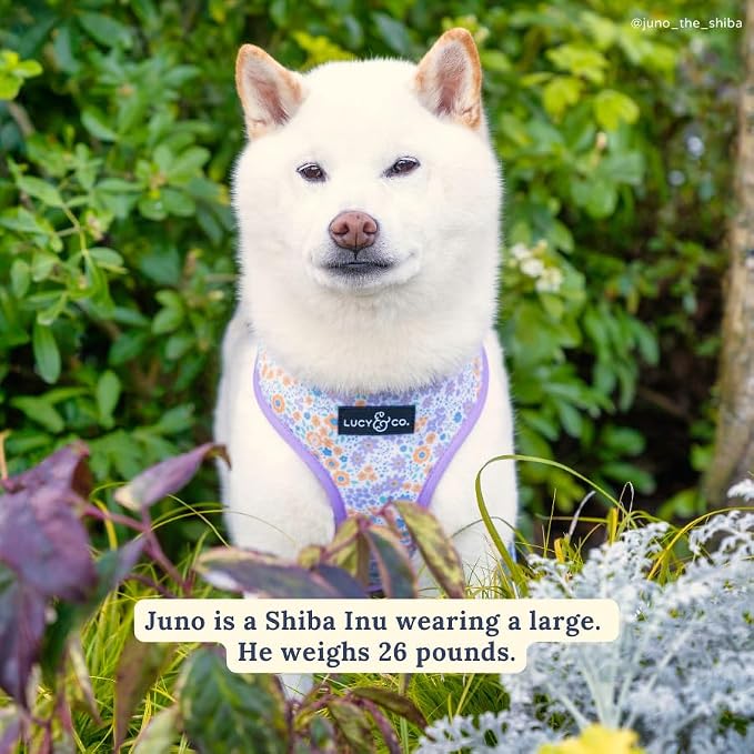 Lucy & Co. Cute Reversible Dog Harness Walking Halter - Image 4