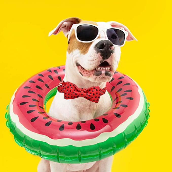 Lionheart glory Dog Collar, Watermelon Dog Collar - Image 2