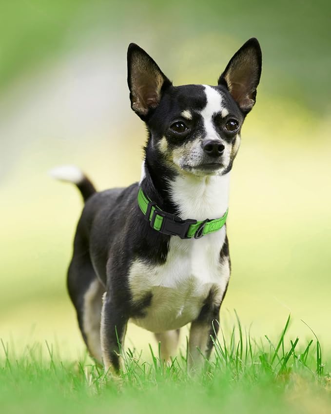 Joytale Reflective Dog Collar, Soft Neoprene Padded, Metal D-Ring, Nylon Pet - Image 6