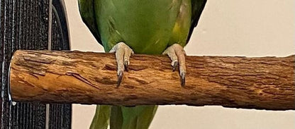 Polly's Hardwood Bird Perch - Image 4