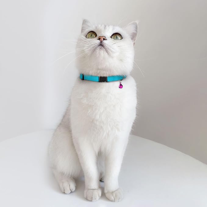 Breakaway Cat Collar Leather - Image 8