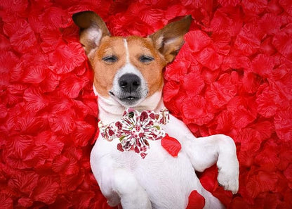 Lionheart Glory Heart Dog Collar, Valentine's Day Dogs Collar - Image 5