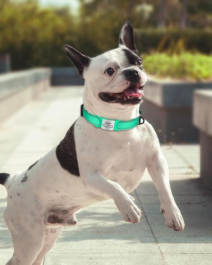 TagME Reflective Nylon Dog Collars, Adjustable Classic Pet Collar - Image 2