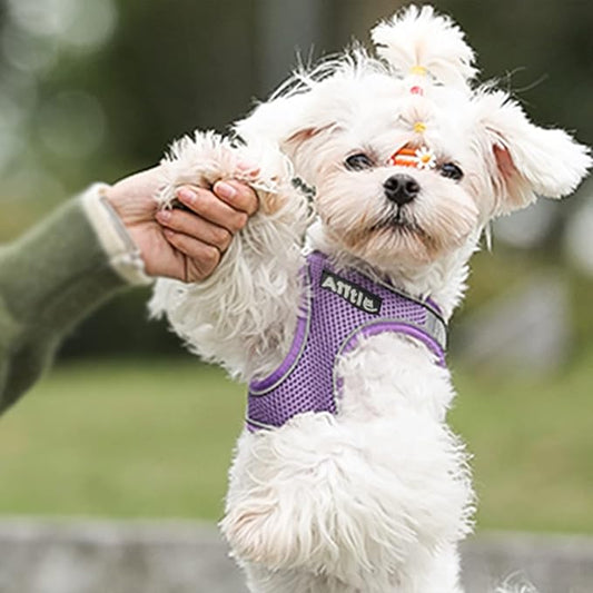 AIITLE No Pull Dog Harness and Leash Set, Step in Adjustable Dog Harness - Image 2