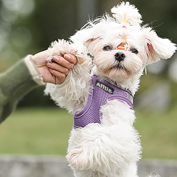 AIITLE Step in Dog Harness and Leash Set - Image 7