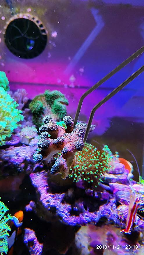 Aquarium Choice Coral Feeder Long Syringe, 2 Units, SPS HPS Marine Reef Coral - Image 5