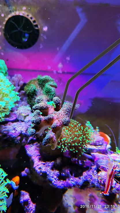 Aquarium Choice Coral Feeder Long Syringe, 2 Units, SPS HPS Marine Reef Coral - Image 5
