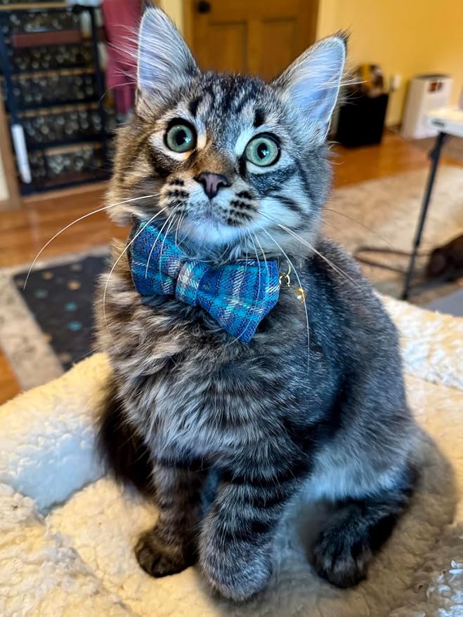 2 Pack Cotton Cat Collar, Removable Bowtie, Plaid Pattern, Safety Breakaway - Image 4